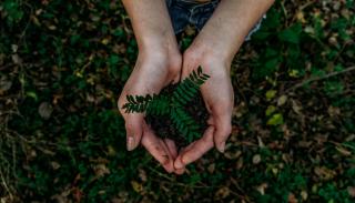 Hands holding a seedling