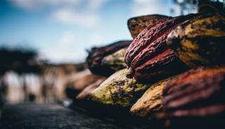 Cocoa pods in the sunshine