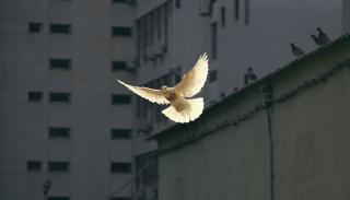 Dove landing near buildings