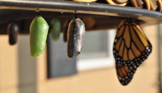 New green chrysalis, one that’s ready to emerge, and a butterfly