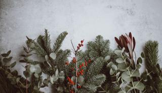 Winter plant cuttings laid on the snow