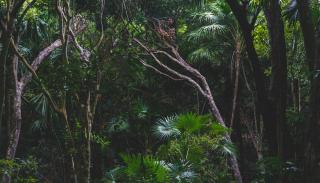 Green trees in the rainforest