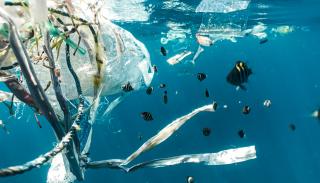 Fish in water surrounded by plastic waste