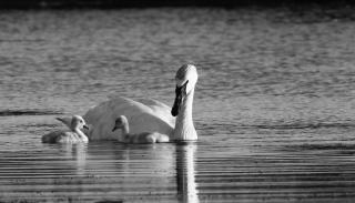 Swans