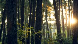 Image of a forest