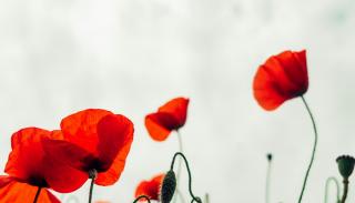 Image of Poppies