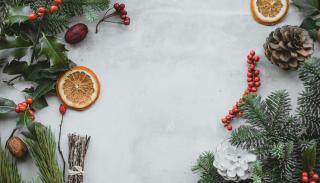 Winter plants on a snowy backdrop
