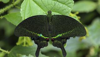 Papilio arcturus Westwood, 1842 - Blue Peacock.