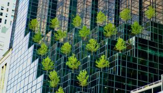 A group of trees growing from a large windowed and mirrored building