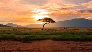 A tree against a sunset in Kenya grasslands 