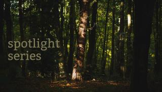 Forest with dappled light and text Spotlight Series