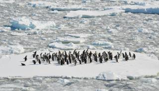 Group of penguins sat on top of a sheet of ice 