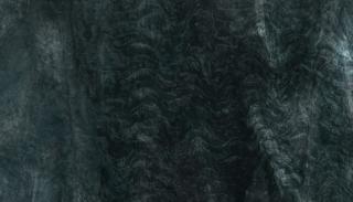 close up of a tree