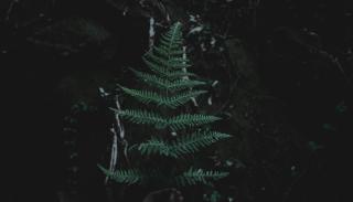 leaf