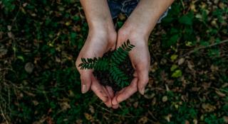 Hands holding a seedling