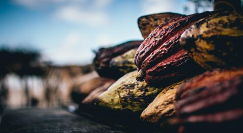 Cocoa pods in the sunshine