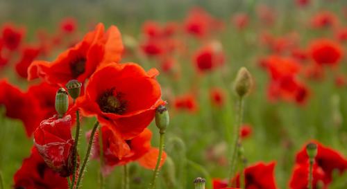 Poppies growing in a field