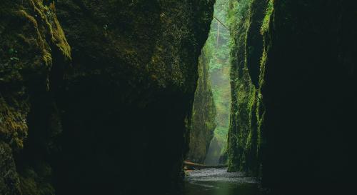 Amazon rainforest