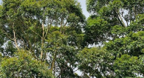 Gum trees