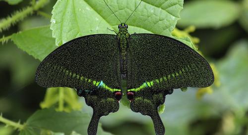 Papilio arcturus Westwood, 1842 - Blue Peacock.
