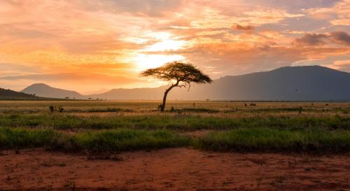 A tree against a sunset in Kenya grasslands 