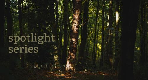 Forest with dappled light and text Spotlight Series