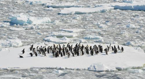 Group of penguins sat on top of a sheet of ice 