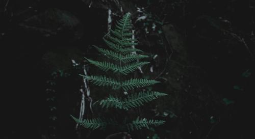 leaf